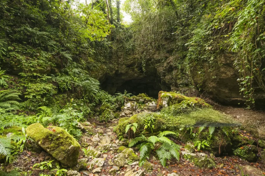 The dark, rocky entrance to Prometheus Cave surrounded by a lush green forest with ferns and moss-covered rocks in Georgia.