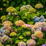 Close-up of vibrant pink, purple, blue, and green hydrangea flowers blooming in a lush garden, possibly the Tbilisi Botanical Garden