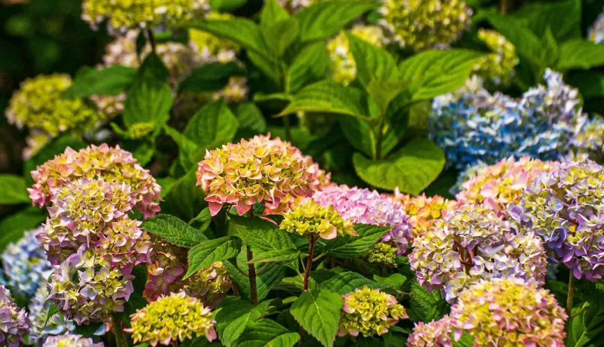 Close-up of vibrant pink, purple, blue, and green hydrangea flowers blooming in a lush garden, possibly the Tbilisi Botanical Garden